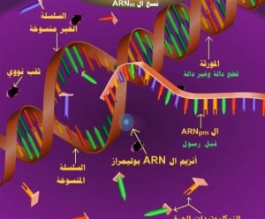 الدعامة الوراثية مادة العلوم الطبيعية السنة الرابعة متوسط